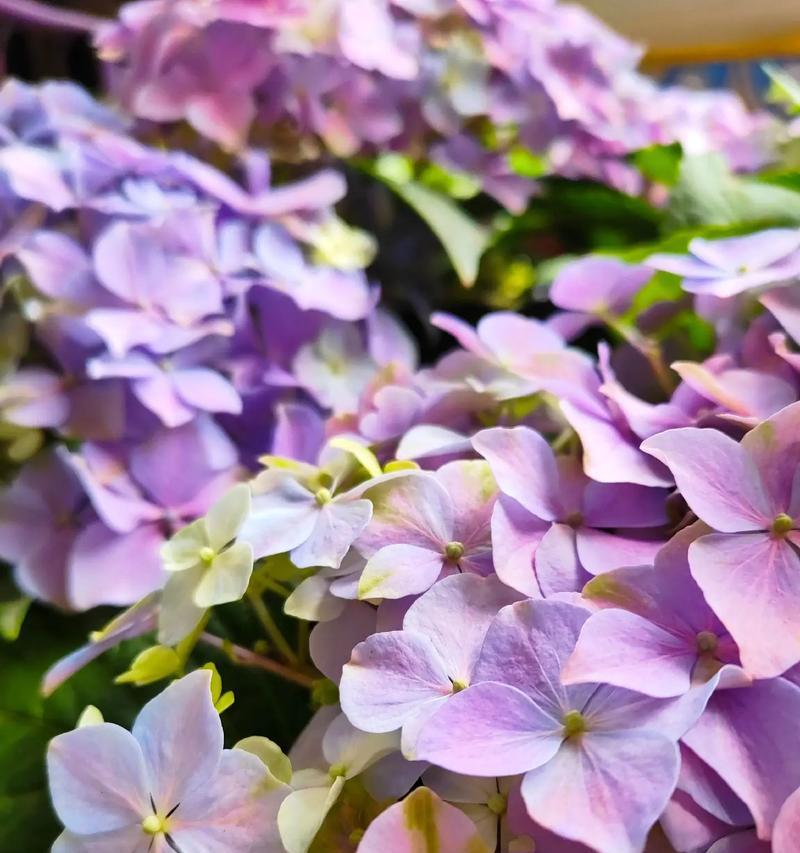 渐变色花朵有何特别意义？花的颜色变化代表什么？