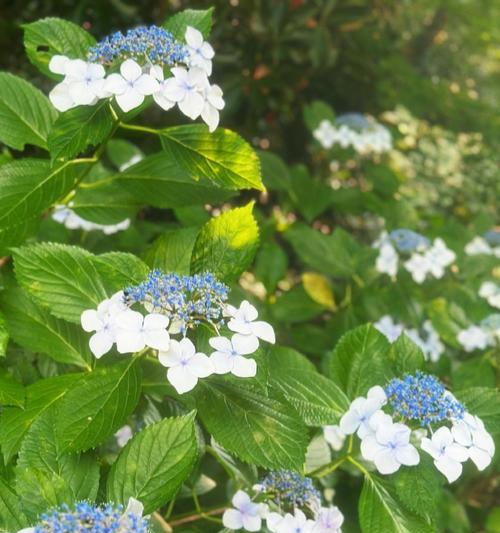 渐变色花朵有何特别意义？花的颜色变化代表什么？