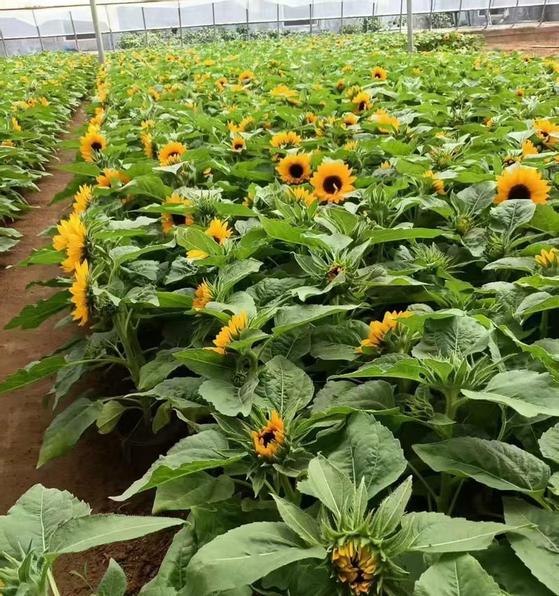 黄色花盘的花代表什么寓意？有哪些黄色花盘的花推荐？