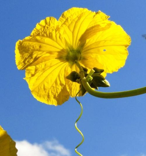 午安吉祥送玫瑰花有何深意？它的寓意是什么？