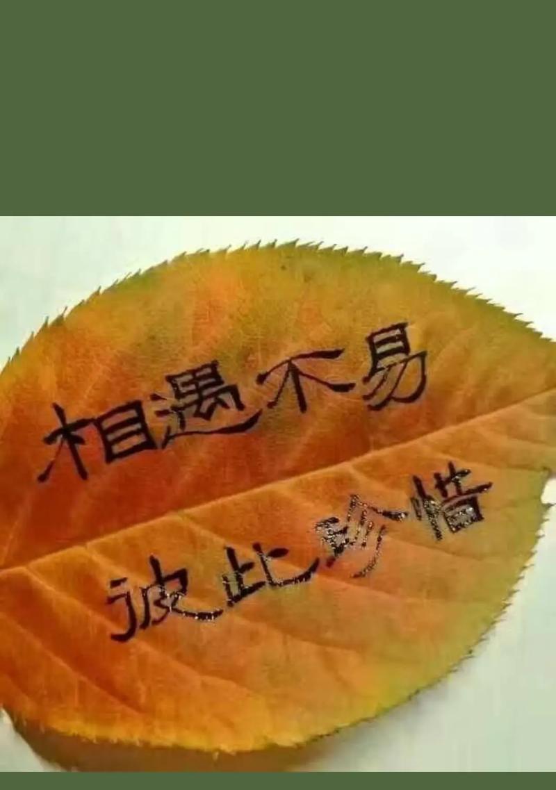 午安吉祥送玫瑰花有何深意？它的寓意是什么？