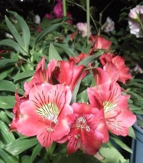 哪种颜色的花代表友谊？