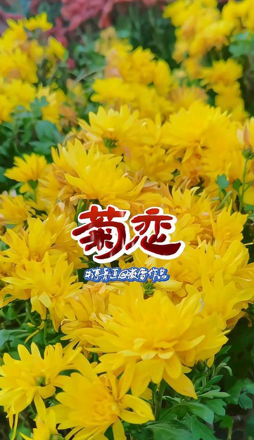 哪种菊花代表爱情的含义？它的花语是什么？
