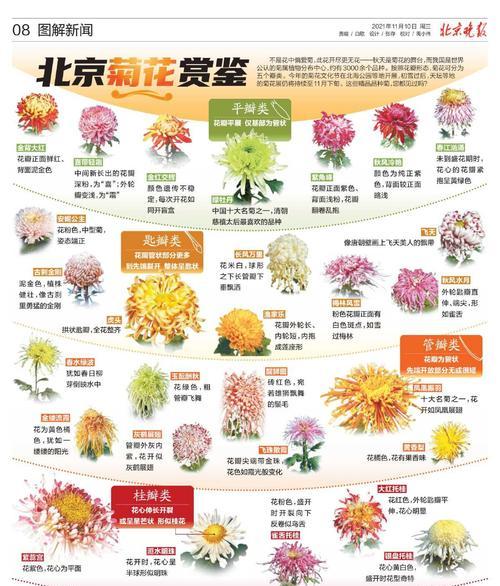 哪种菊花代表爱情的含义？它的花语是什么？