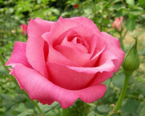 粉色棒棒菊的花语是什么？它象征着什么？