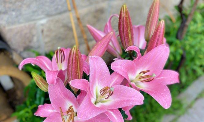 粉色棒棒菊的花语是什么？它象征着什么？