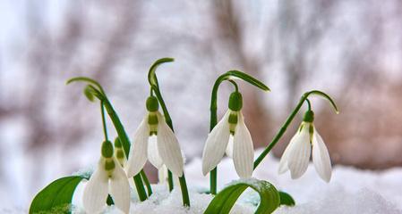 雪中白色的花寓意是什么？象征平安好运的花有哪些？