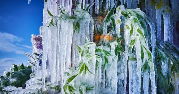 雪中白色的花寓意是什么？象征平安好运的花有哪些？
