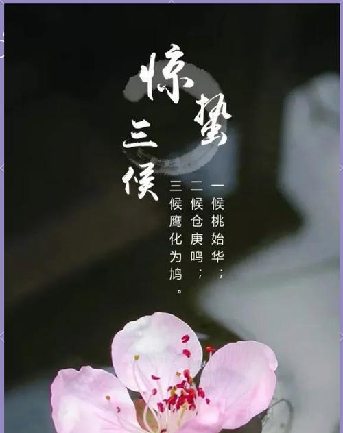 惊蛰时节花卉有哪些寓意？如何挑选节气花？
