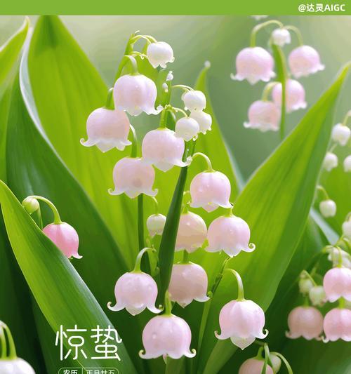 惊蛰时节花卉有哪些寓意？如何挑选节气花？
