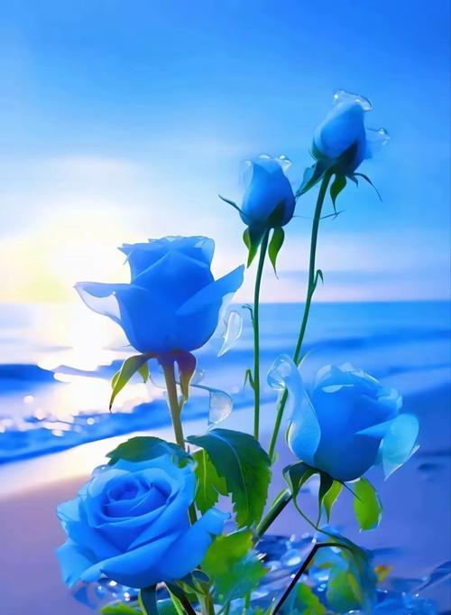 手捧玫瑰花的寓意是什么？送手捧玫瑰花是否寓意美好？
