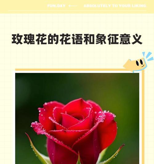 玫瑰花在哪些场合有特殊寓意？