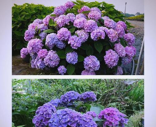 花保色的意义是什么？如何在园艺中应用？