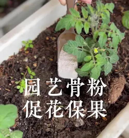 花保色的意义是什么？如何在园艺中应用？