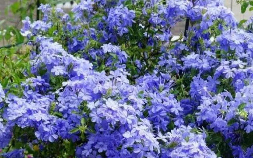 花保色的意义是什么？如何在园艺中应用？