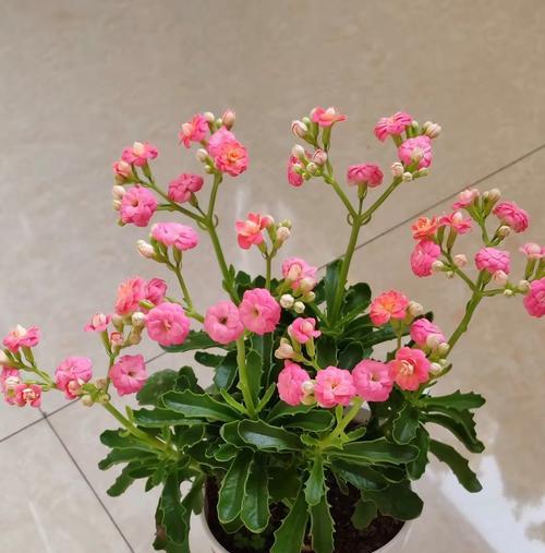 哪些花象征平安吉祥？平安花有哪些种类？