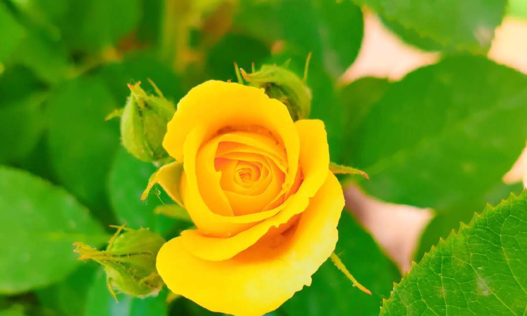月季花的颜色有哪些寓意？月季花颜色的象征意义是什么？