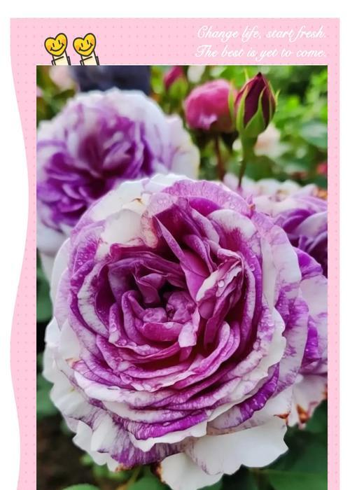 月季花的颜色有哪些寓意？月季花颜色的象征意义是什么？