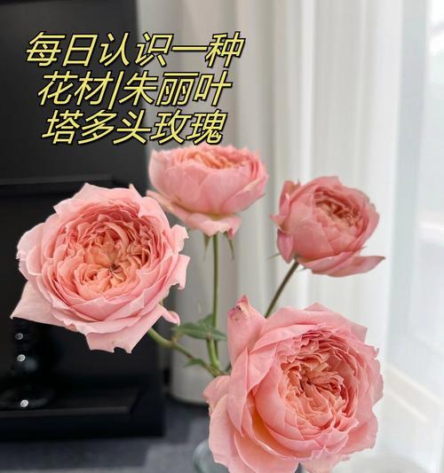 哪些花象征爱情？它们的花语有哪些？