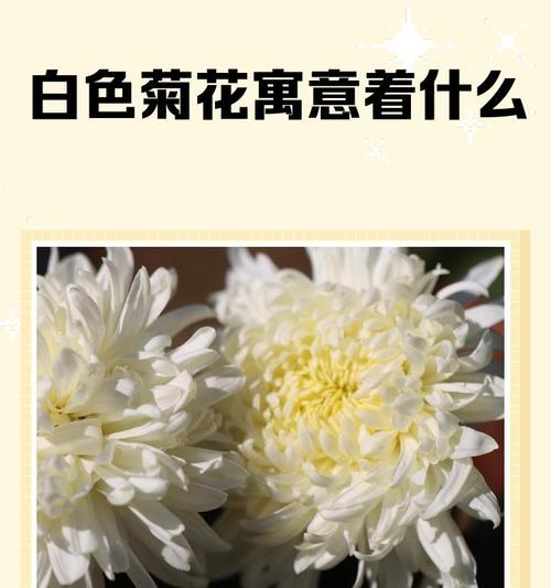 白色花通常表达什么情感？