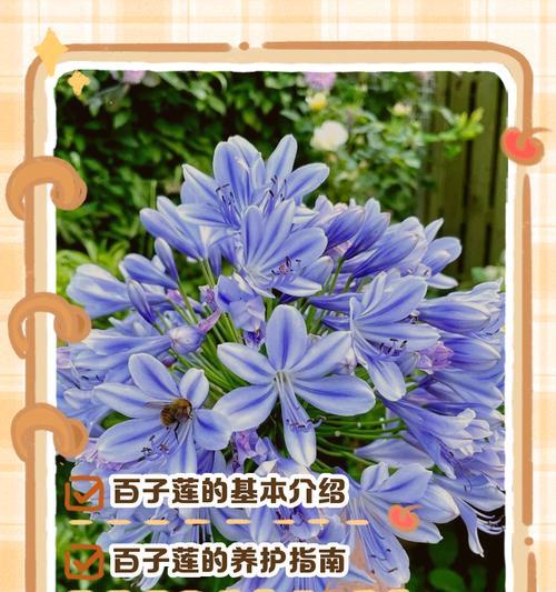 蓝色彼岸花的寓意是什么？彼岸花的含义有哪些？