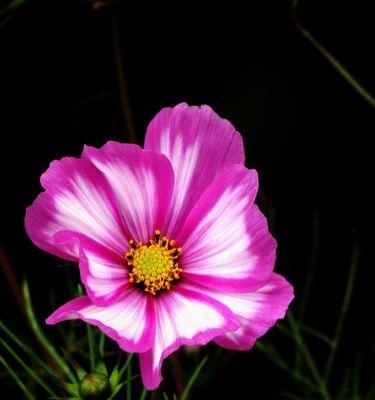 格桑花吊坠代表什么？格桑花的文化寓意有哪些？