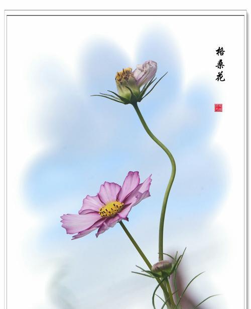 格桑花吊坠代表什么？格桑花的文化寓意有哪些？