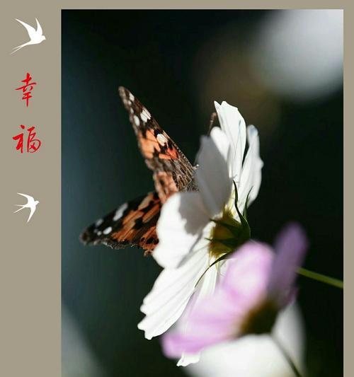 格桑花吊坠代表什么？格桑花的文化寓意有哪些？