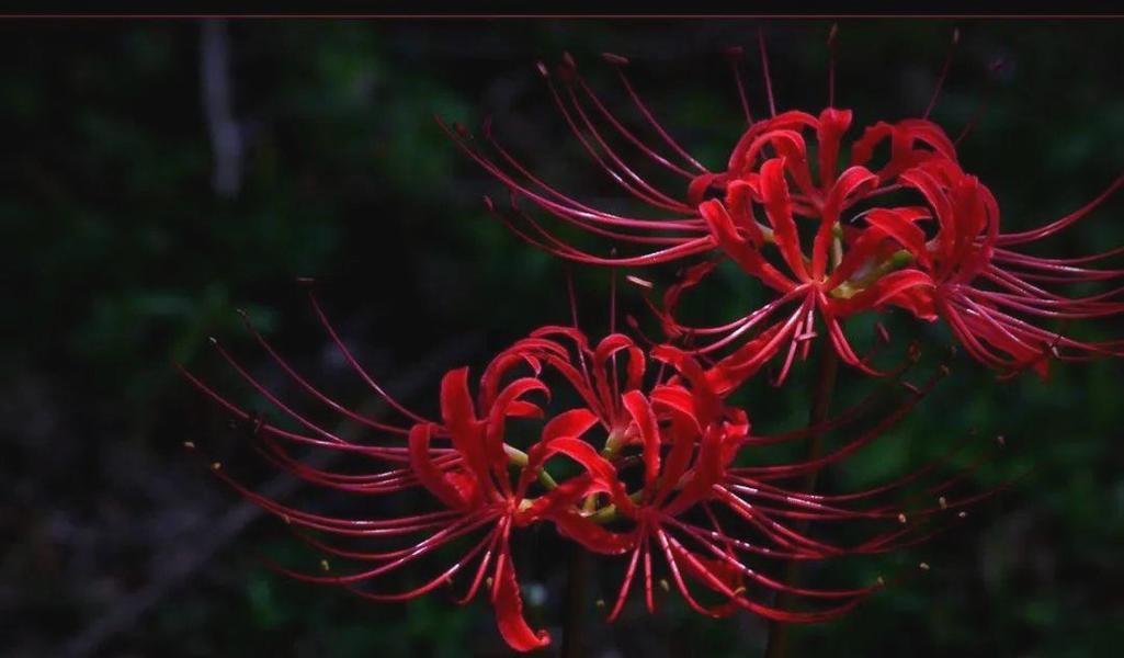 红色彼岸花代表什么？红色彼岸花的象征意义是什么？