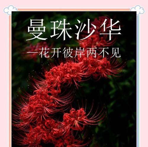 红色彼岸花代表什么？红色彼岸花的象征意义是什么？