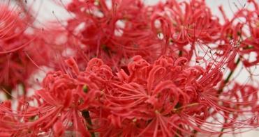 红色彼岸花代表什么？红色彼岸花的象征意义是什么？