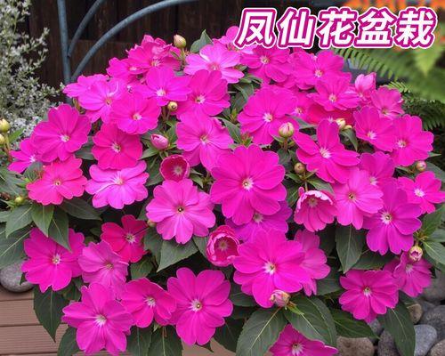大花凤仙的花朵颜色有哪些寓意？