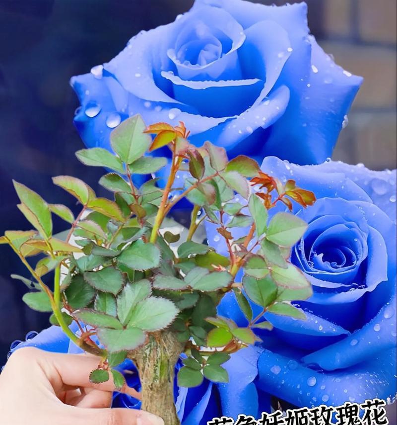 蓝色花代表爱情吗？蓝色花有哪些寓意？