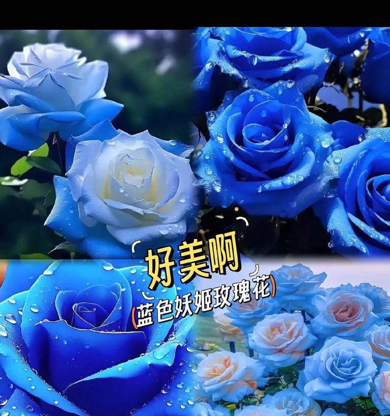 蓝色花代表爱情吗？蓝色花有哪些寓意？