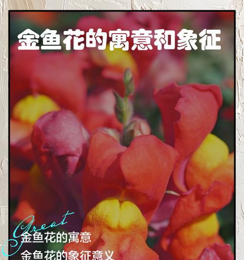 象征富裕爱情的花有哪些？富裕爱情的花语是什么？