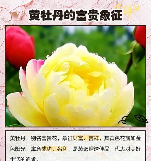 送人黄色的花寓意何在？它们代表了什么？