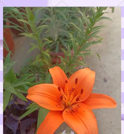 送人黄色的花寓意何在？它们代表了什么？