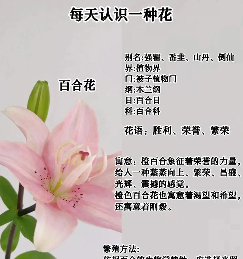 六枝黄色百合花代表什么？百合花的花语有哪些？