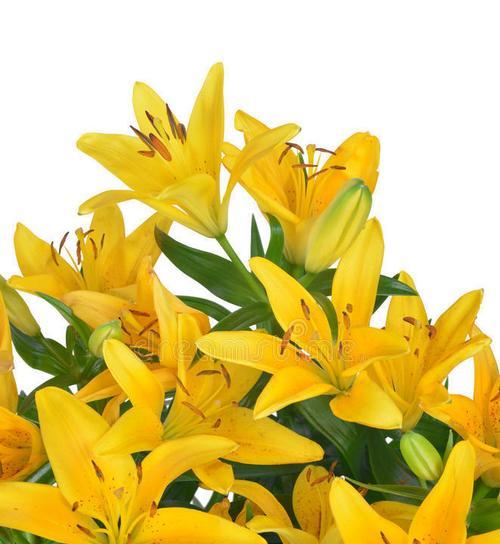 六枝黄色百合花代表什么？百合花的花语有哪些？