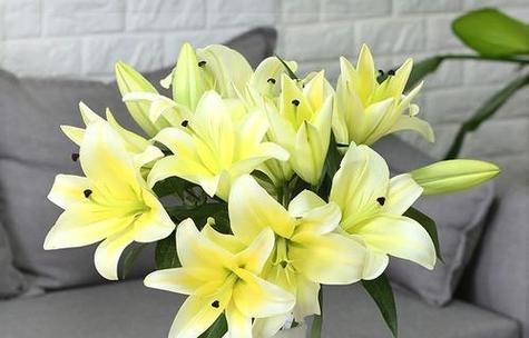 六枝黄色百合花代表什么？百合花的花语有哪些？