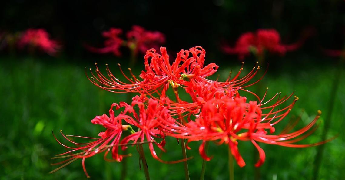 每个季节象征着哪些花？它们的寓意分别是什么？