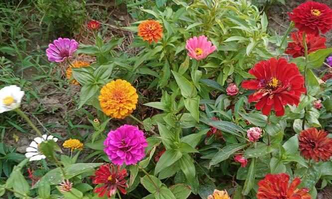 紫色和粉色的花分别代表什么含义？