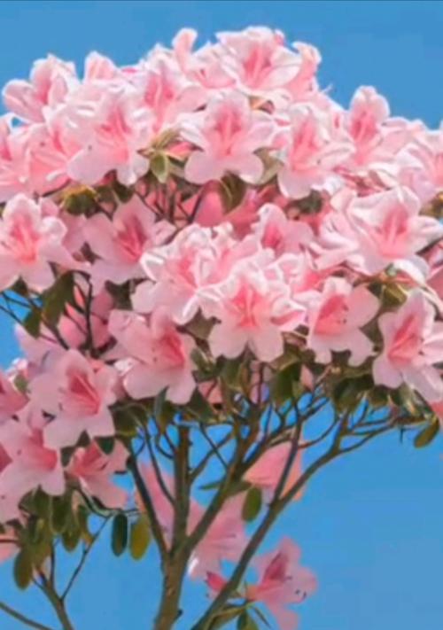 紫色和粉色的花分别代表什么含义？