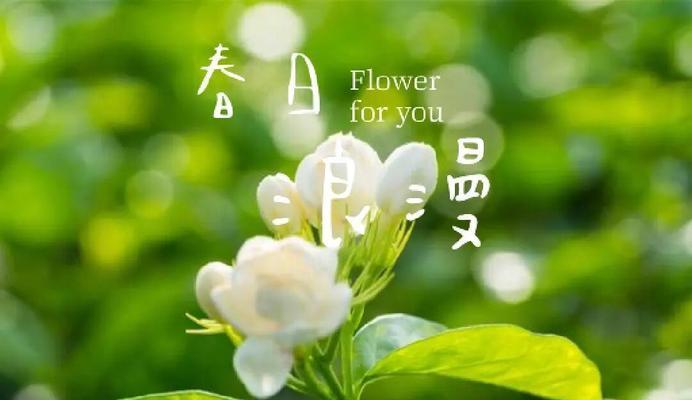 茉莉花象征爱情的诗句有哪些？