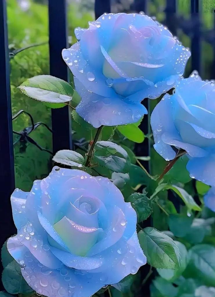 蓝色杜鹃花的寓意和花语是什么？