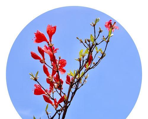 蓝色杜鹃花的寓意和花语是什么？