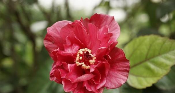 五朵金色芙蓉花有何寓意？