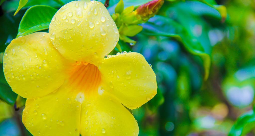 五朵金色芙蓉花有何寓意？
