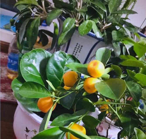 哪种花寓意平安吉祥？平安寓意花卉有哪些？