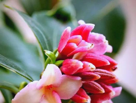 哪种花寓意平安吉祥？平安寓意花卉有哪些？